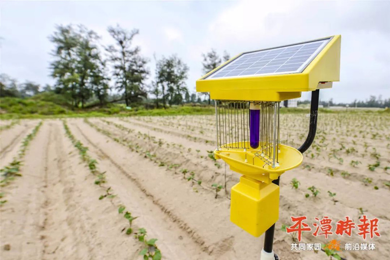 福建平潭亚洲AV成人网站在线观看麻豆用於甘薯種植效果