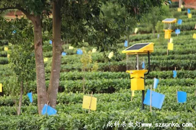 安徽石台縣茶園用亚洲AV成人网站在线观看麻豆綠色防控